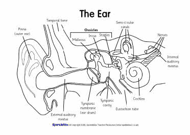 Label the ear worksheets (SB6635) - SparkleBox