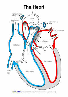 Label the heart worksheets (SB6634) - SparkleBox