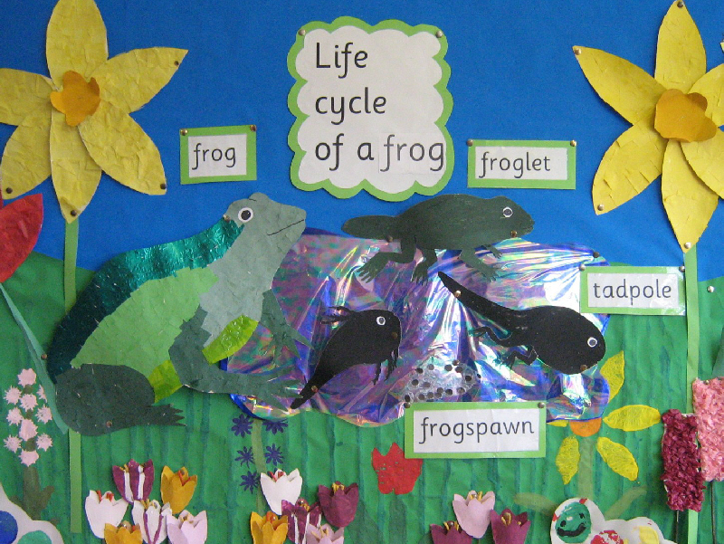 Frog life cycle classroom display photo Photo gallery