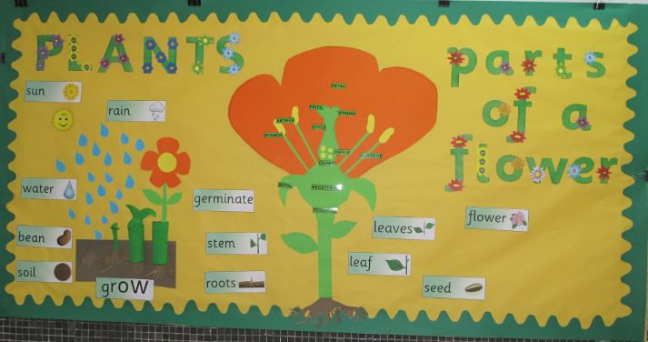Parts of a Flower classroom display photo - Photo gallery - SparkleBox