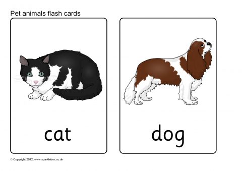 Pet Animal Flash Cards (SB7724) - SparkleBox