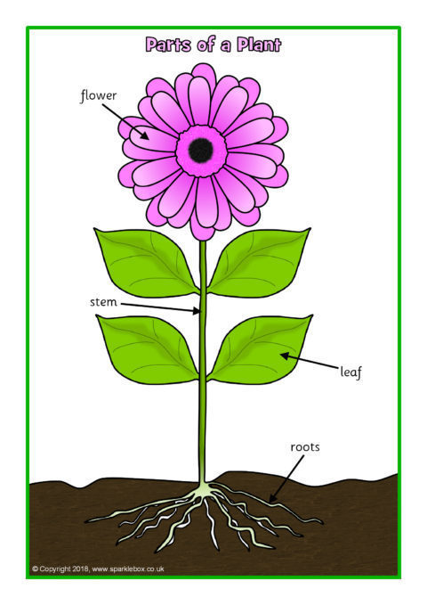 Simple Parts of a Plant Poster/Worksheet (SB12379) - SparkleBox