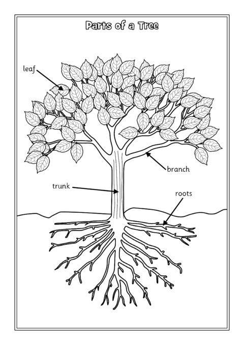 Parts of a Tree Labelling Worksheets (SB12381) - SparkleBox