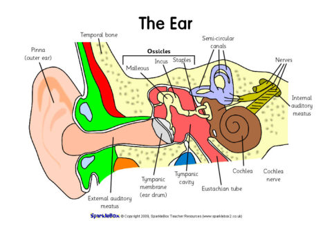 Label the Ear Worksheets (SB6635) - SparkleBox
