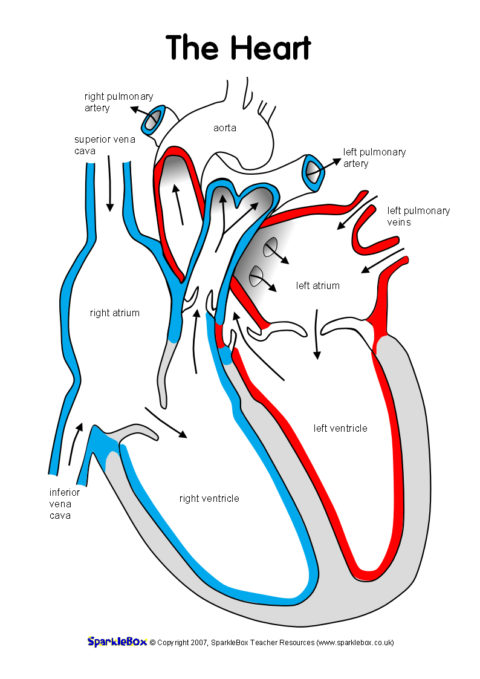 Label the Heart Worksheets (SB6634) - SparkleBox