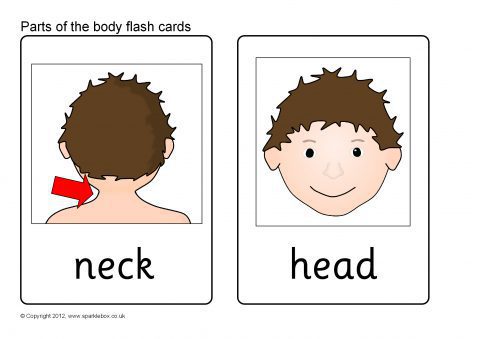 Parts of the Body Flash Cards (SB8255) - SparkleBox