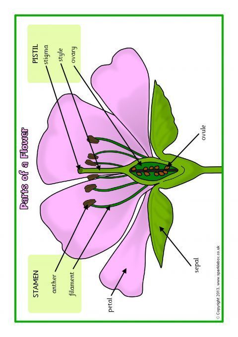 Parts of a Plant and Flower Posters/Worksheets (SB1317) - SparkleBox