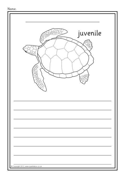 Sea Turtle Life Cycle Colour and Write Worksheets (SB8765) - SparkleBox