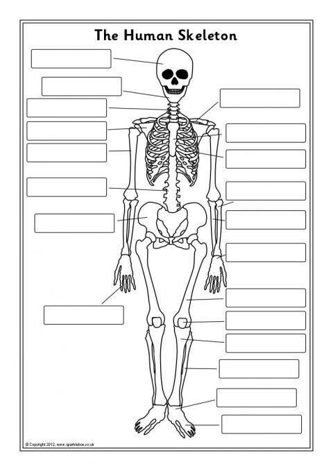 Human Skeleton And Label