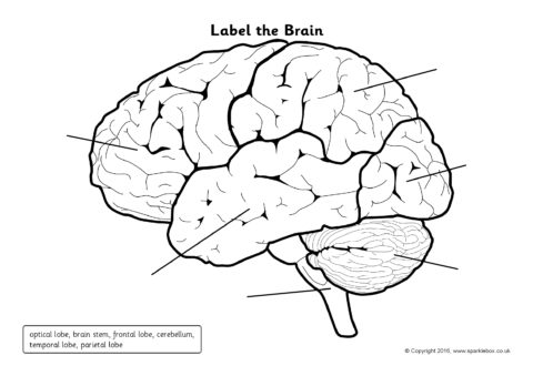 Label the Brain Worksheets (SB11585) - SparkleBox