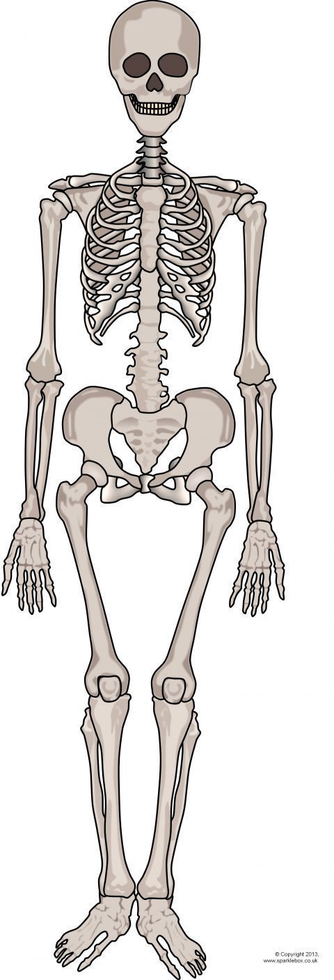 Giant Human Skeleton Picture for Display (SB9448) - SparkleBox