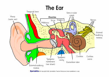 Label the ear worksheets (SB6635) - SparkleBox
