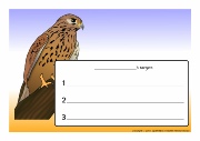 Kestrels