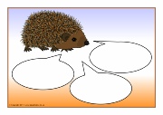 Hedgehogs