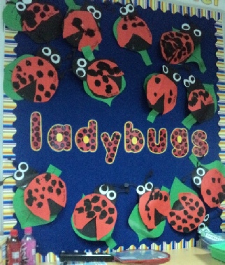 Ladybugs / Ladybirds