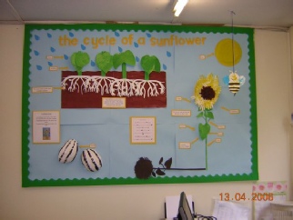 The Life Cycle of a Sunflower