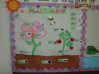 Plant Parts
