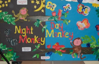 Night Monkey, Day Monkey