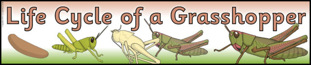 Grasshopper Life Cycle Printable