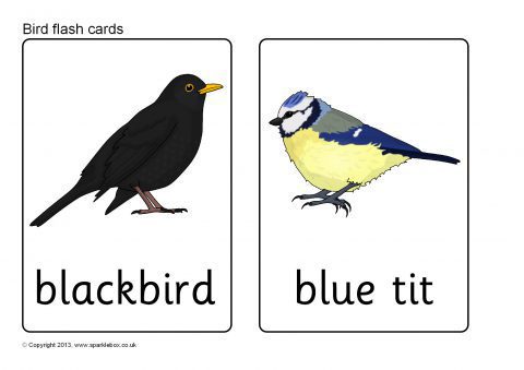 Карта bird. Bird Flashcards. Bird Flashcards for Kids. 2 Birds Flashcards for Kids. Bird Flashcard for Kids.