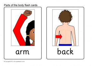 24 Body Parts Details about   Educational Flash Cards Polish 