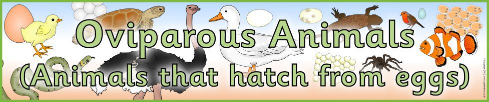 Animals that Hatch from Eggs Display Banners (SB8010) - SparkleBox