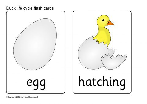 Duck Life Cycle  Life cycles, Life, Vocabulary cards