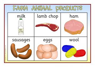 Food from Animals Printables for Primary School - SparkleBox