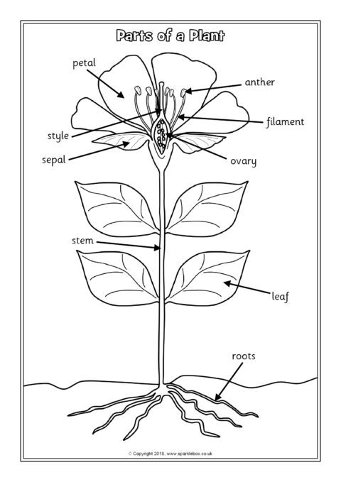 Parts of a Plant Labelling Worksheets (SB12380) - SparkleBox parts of a sunflower diagram 