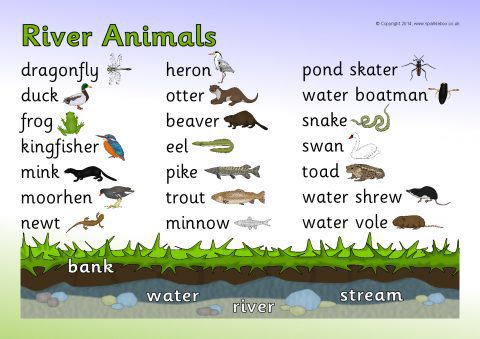 River Animals Word Mat (SB10643) - SparkleBox