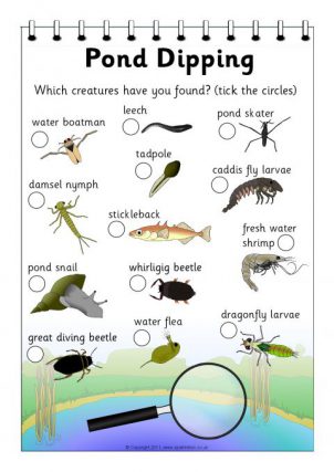 Details about   Pond Dipping/Mini Beast Explorer Sets,Includes FREE PONDLIFE OR MINIBEAST CARDS 