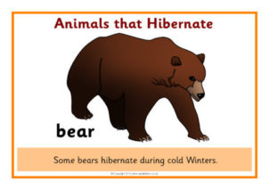 Animals that Hibernate Printables for Primary School - SparkleBox