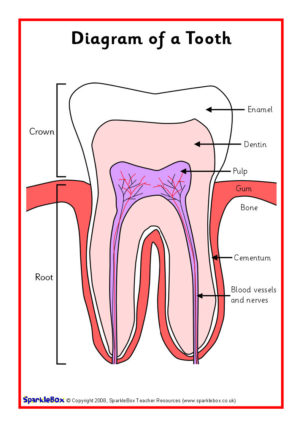 34 Label A Tooth Worksheet - Labels For Your Ideas