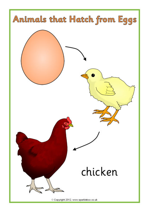 Animals that Hatch From Eggs Posters (SB2199) - SparkleBox