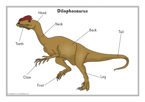 Labelled Dinosaurs Posters