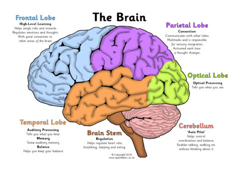 Label the Brain Worksheets