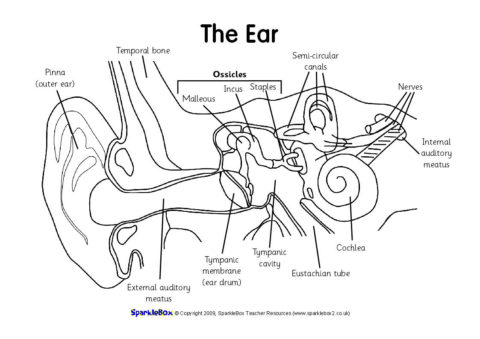 Label the Ear Worksheets