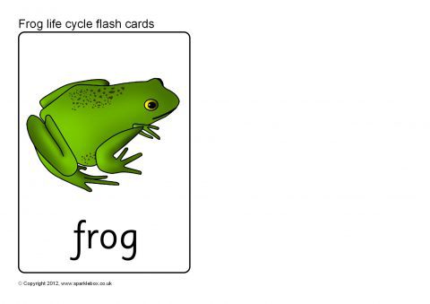 Английские слова лягушка. Карточки по английскому лягушка. Жаба на английском для детей. Карточка Frog. Frog карточка на английском.