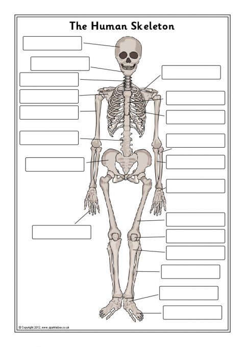 Human Skeleton Diagram Labeled - Human Anatomy