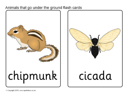 Animals that Go Under the Ground Flash Cards (SB11318) - SparkleBox