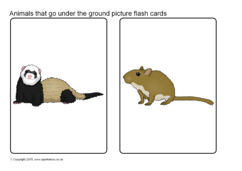 Animals that Go Under the Ground Picture Flash Cards (SB11319) - SparkleBox