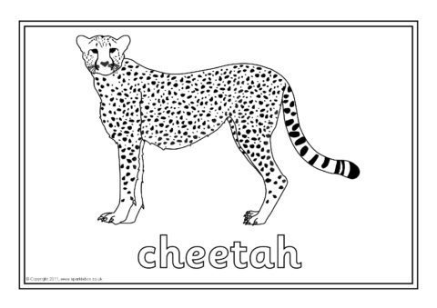 Safari Animals Colouring Sheets (SB5177) - SparkleBox