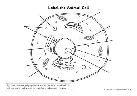 Label the Animal Cell Worksheets (SB11866) - SparkleBox