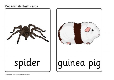 Pet транскрипция. Spider на английском языке. Spider карточка на английском. Spider транскрипция. Карточки Pets.