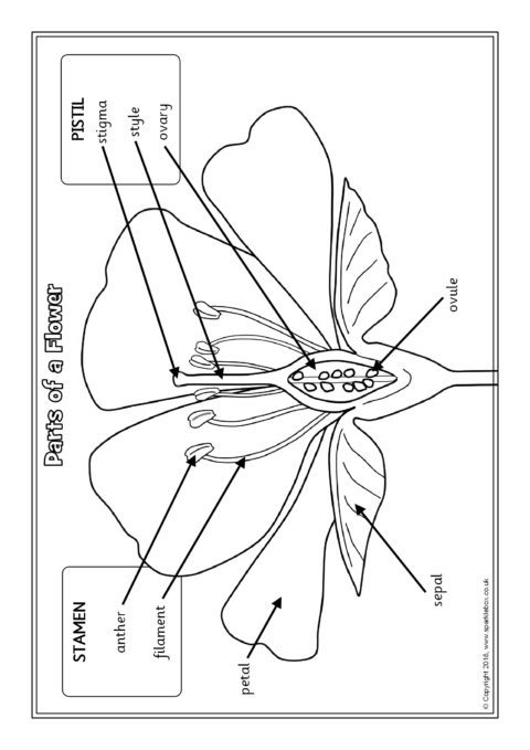 Parts of a Plant Labelling Worksheets