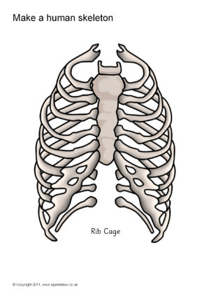 large printable skeleton parts