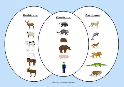 Carnivore, Omnivore, Herbivore Venn Diagram Sorting (SB12523) - SparkleBox
